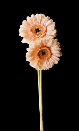 Two germini flowers on a black backgroundの写真素材