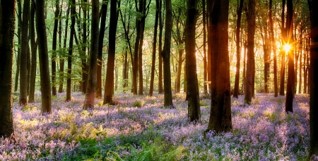 Bluebell woods in early morning sunriseの写真素材