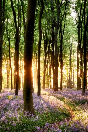 Bluebell sunrise in long tree shadows portrait viewの写真素材