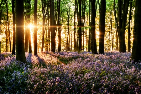 Bluebells blooming in the forest with  morning lightの写真素材