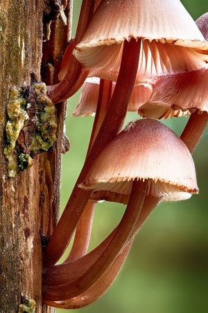 Mycena inclinata mushroom growing on a treeの写真素材
