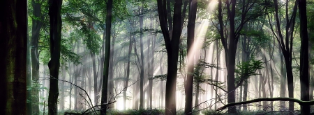 Deep forest landscape with misty morning sunlightの写真素材