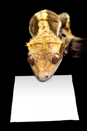 Lizard holding a blank peice of white paper ready for text の写真素材
