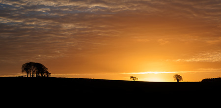 Sunrise over the horizon with tree silhouette outlineの写真素材
