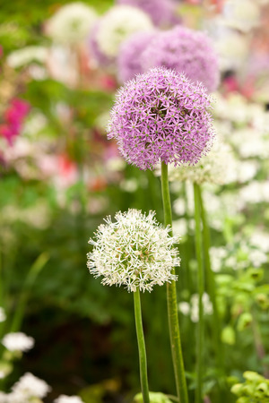 Allium flowers in spring gardenの写真素材