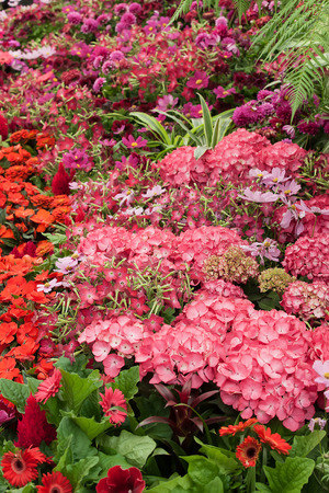 Summer flowers in full bloom with red and pink displayの写真素材