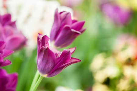 Purple tulips close up in morning sunlightの写真素材
