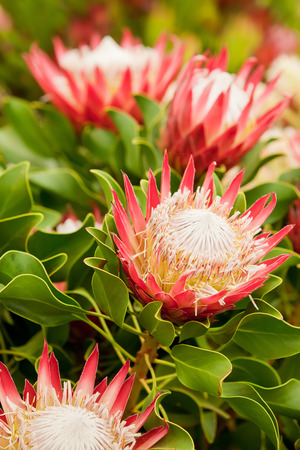 King Protea summer flowersの写真素材