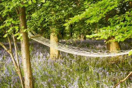 Relaxing hammock in bluebell woodland forest with morning sunlightの写真素材