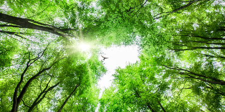 Looking up through fresh green tree canopy to sky and sunlight with a bird soaring overheadの写真素材