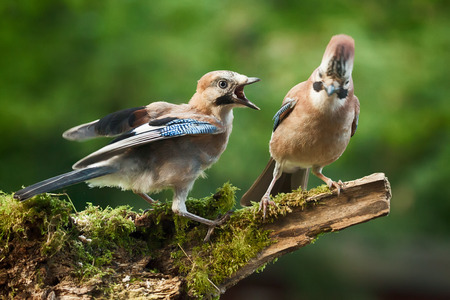 Young Jay bird wanting food from its parent, perched on a log close upの写真素材