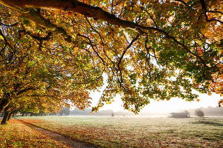Autumn branches overhanging a carpet of golden leaves and a path leading through a misty field during sunriseの写真素材