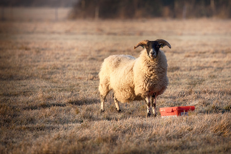 Ram feeding on a frosty morning with early morning sunlight. Ram staring at the camera with big horns and a full woolly coatの写真素材