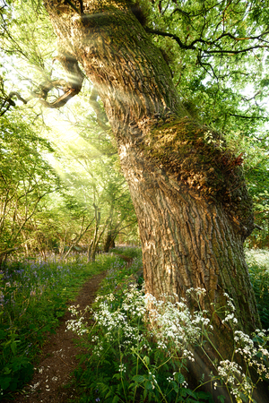 Beautiful path through the spring woodland with flowers and golden sunlightの写真素材