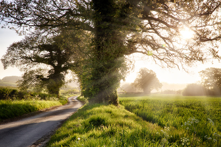 English country winding road with fields, trees and a beautiful sunriseの写真素材