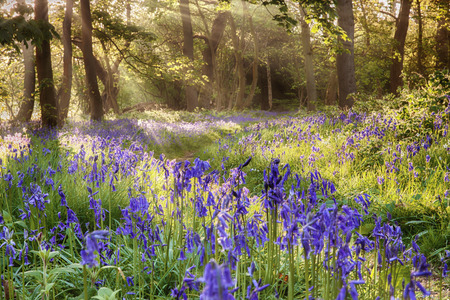 English bluebells hidden deep in a mature woodland forest with early morning sunlight peeping though the treesの写真素材