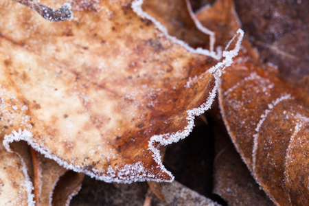 Beautiful frosted autumn leaves close upの写真素材