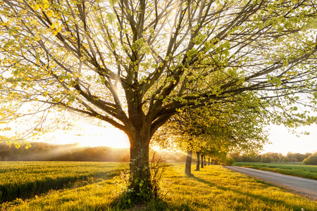Beautiful sunset through a line of spring trees, next to a quiet rural road in Norfolk Englandの写真素材