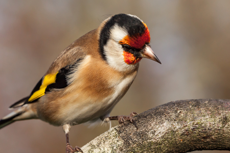 Wild goldfinch bird portrait close up native to Europe also known as Carduelis carduelis. The goldfinch has a red face and a black-and-white head. Male and females are very similar but the red face is slightly bigger on male birds.の写真素材