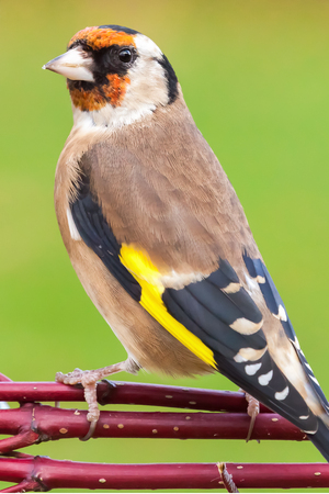 Wild goldfinch bird portrait close up native to Europe also known as Carduelis carduelis. The goldfinch has a red face and a black-and-white head. Male and females are very similar but the red face is slightly bigger on male birds.の写真素材