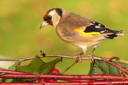 Wild goldfinch bird portrait close up native to Europe also known as Carduelis carduelis. The goldfinch has a red face and a black-and-white head. Male and females are very similar but the red face is slightly bigger on male birds.の写真素材