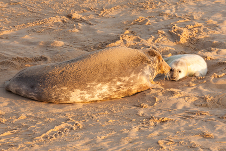 New born seal pup and mother bonding on the sandy beach in Norfolk UK. 7am early morning sunrise.の写真素材