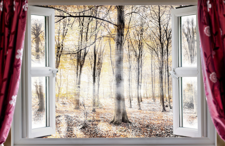 Whispering woodland viewed through an open window with red curtains during a cold autumn morning. Mist and fog slowly waft though the forest treesの写真素材