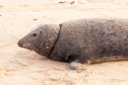 Large wild seal close up on teh Norfolk coast line in winterの写真素材