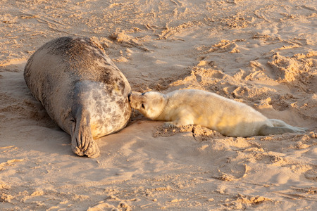 New born seal pup and mother feeding young with breast milk on the sandy beach in Norfolk UK. Early morning sun riseの写真素材