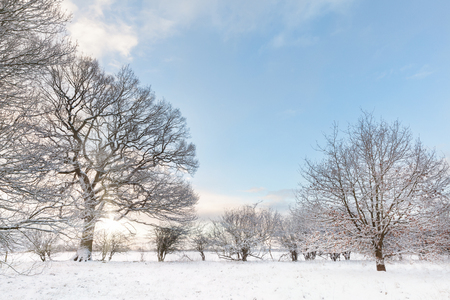 Snow covered tree line with early morning sunrise shining through the bare brances. Landscape in Norfolk UKの写真素材