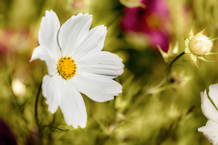 Beautiful single white flower close up growing in a spring gardenの写真素材