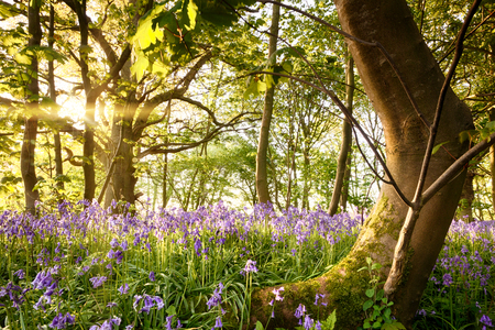 Enchanted English bluebell forest with a characterful mossy bent tree. Early morning sunrise golden light streams through the woodland and lights up the flowers.の写真素材