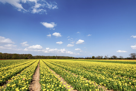 Fields of yellow tulips in spring with blue skies and little white clouds. Agricultural farmland growing flowersの写真素材