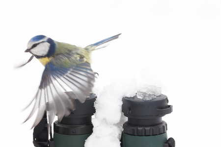 Blue tit flying over a pair of binoculars in the snow during winter in Norfolk UK. White background with bird wings openの写真素材
