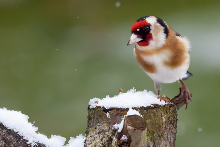Gold finch sat on a snowy log in winter. Norfolk wildlife bird with red face and snow fallingの写真素材