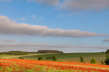 Poppy field landscape in rural Norfolk England with blue skies and clouds.の写真素材