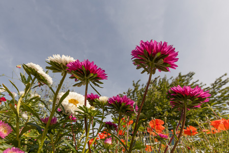 Aster flowers viewed from a worms eye viewpoint looking upward towards the blue sky. Summer garden plants in full bloomの写真素材