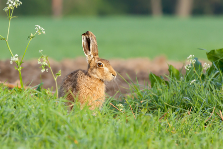 Wild hare close up sat on the edge of a field bathing in the morning sunrise, warming up with the heat of the sun.の写真素材