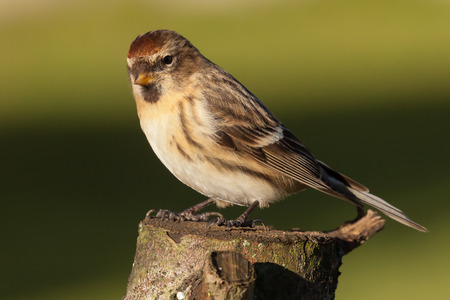 Lesser redpoll UK migrant bird perched on a log in spring timeの写真素材