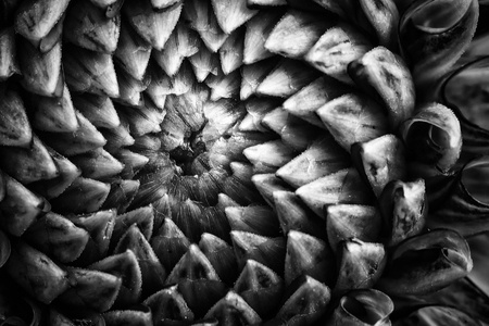 Monochrome dahlia flower head close up. Artistic pattern view of a garden blooming plant full of petals and florest with deep tonesの写真素材