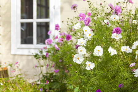 Summer flowers against a wooden summhouse building window in the gardenの写真素材