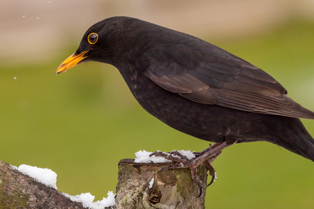 Blackbird wild bird sat on a snowy log in winter close up.の写真素材