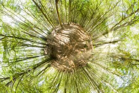 Forest mini planet. Spring trees with early morning sunlight. Unique fresh woodland scene with green leaves from the heart of the forestの写真素材