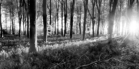 Bluebell woodland  during sunrise. Black and white forest landscape during English springtimeの写真素材