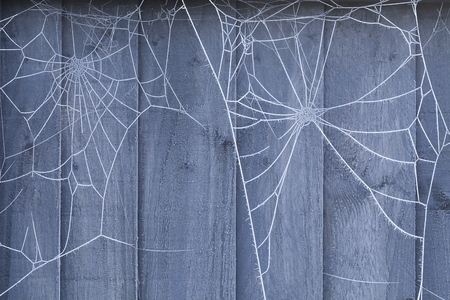 Spiders web on a blue wooden fence covered in ice crystals during winter.の写真素材