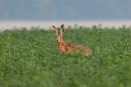 Young brown hare in crops standing still with big ears looking towards the cameraの写真素材