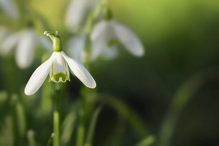 Wild snowdrop close up at eye level. Natural spring flowers with copy space.の写真素材