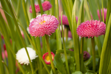 Spring daisy flowers close up with red and pink colors. Bellis perensis daisy plants and green shoots in evening sun.の写真素材