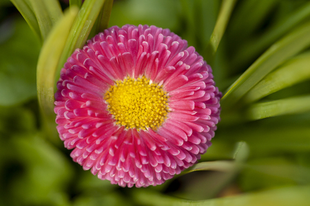 Macro flower head of a pink Bellis perensis daisy with a yellow center. High detail close up garden image in spring timeの写真素材