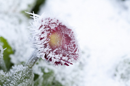 Frozen garden flower with early spring frost. Close up Bellis daisy plant covered in ice and icicles and white frosty weather. Garden plant in natural location.の写真素材